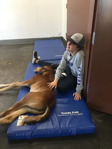 Desert Mtn Equine Colt